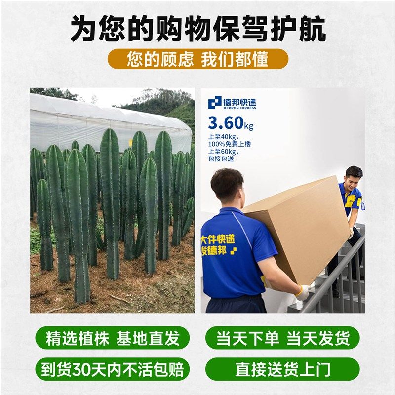 量天尺仙人柱盆栽大型绿植室内客厅网红仙人掌落地大号多肉禄植物