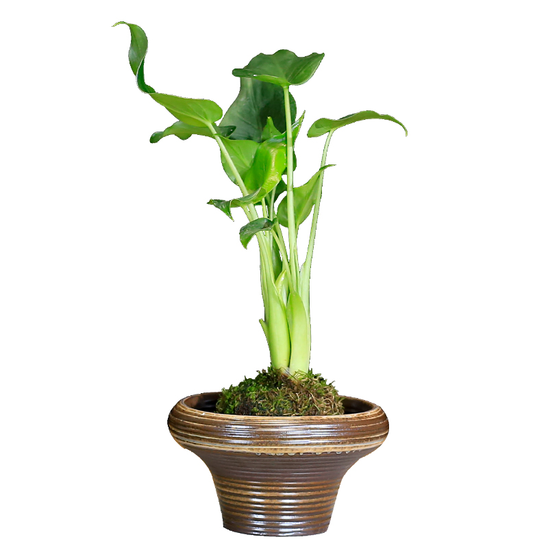 水培植物滴水观音小盆栽室内客厅办公室前台桌面茶几水养绿植好养