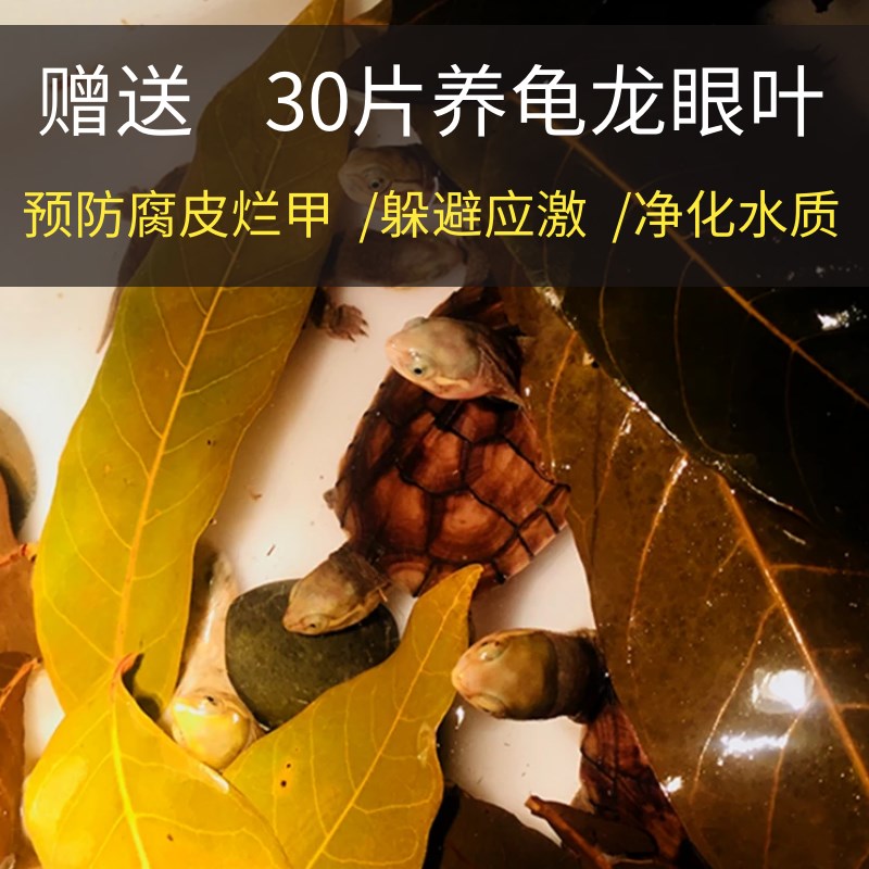 乌龟免煮龙眼木晒背台爬台天然沉木调节水质鱼缸造景摆件生态缸图片