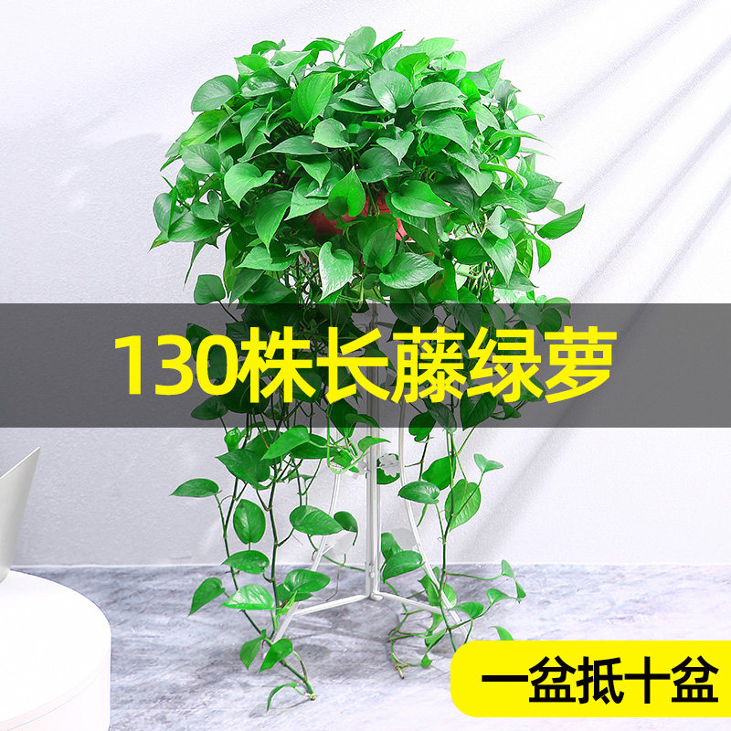 大盆绿萝盆栽长藤垂吊室内除甲醛净化空气水培大叶绿植花卉爬藤款