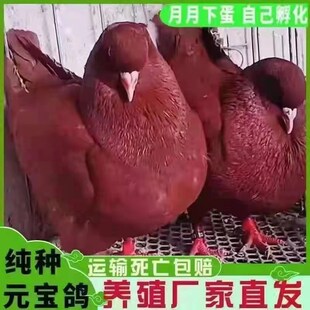 纯种巨型正宗元宝鸽子活公母一对大体种鸽观赏肉鸽宠物包下蛋包邮