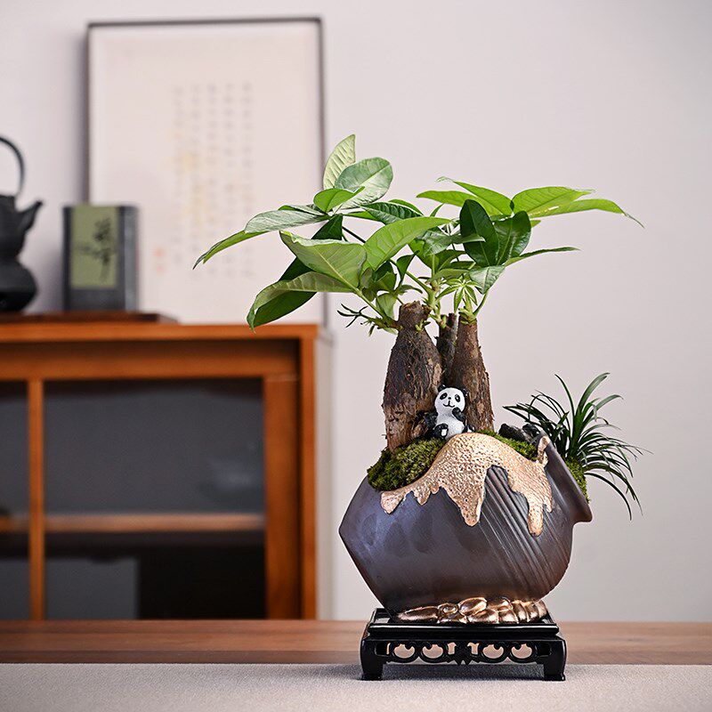 发财树小盆栽室内植物办公室客厅摆件招财好养大绿植办公桌面水培