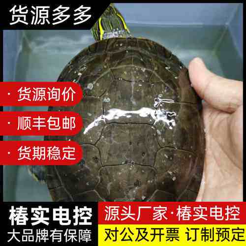 西锦龟种龟母外池冷水， 14厘米种母，询价