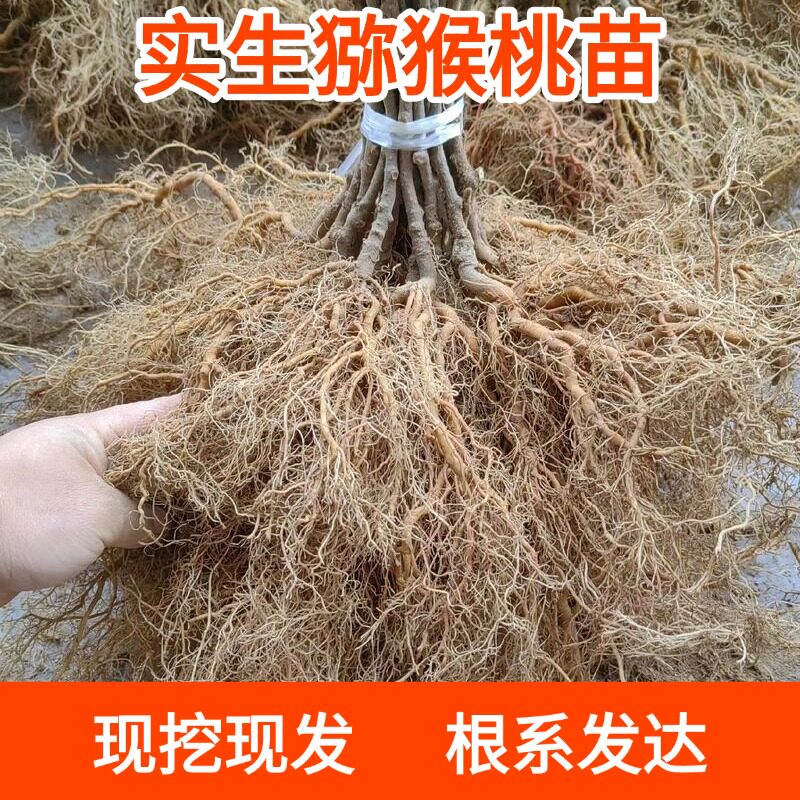 四川实生猕猴桃树苗基地现挖现发