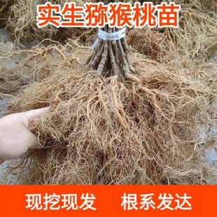 四川实生猕猴桃苗野生猕猴桃树苗原生苗砧木苗嫁接专用基地现挖