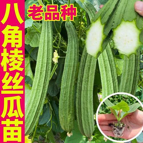 老品种八角棱丝瓜苗秧带土中绿长条鲜花丝瓜大肉丝瓜种子盆栽庭院