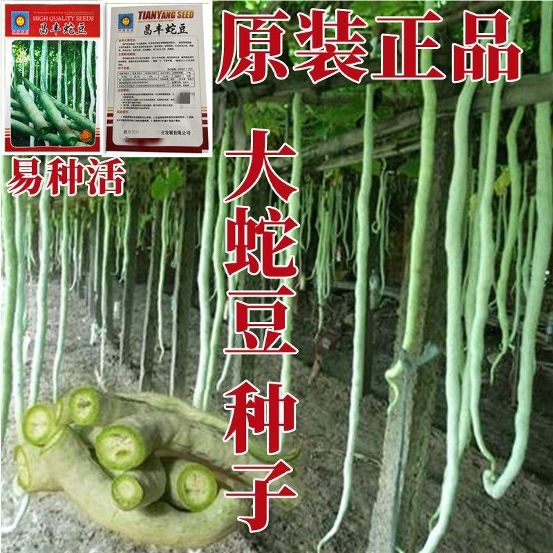 蛇瓜种籽蛇豆角种特大特长蛇豆四家庭园艺种子