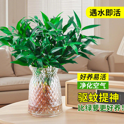 驱蚊竹柏水培植物室内盆栽好养客厅大棵水养竹子特大桌面四季绿植