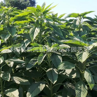 籽粒苋种子高蛋白千穗谷苋菜籽喂鸡鸭鹅猪牛羊高产牧草种子