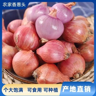 洋葱新鲜东北毛葱头水果洋葱鬼子葱生吃红葱头小圆葱香葱紫皮10斤