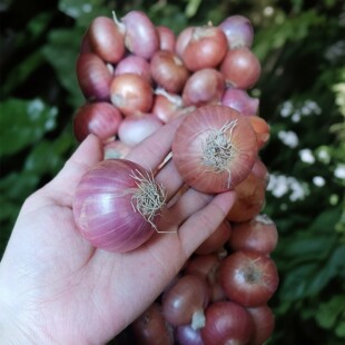 东北特产正宗春季毛葱头鬼子珠葱小洋葱大毛葱红葱头洋葱农家种植