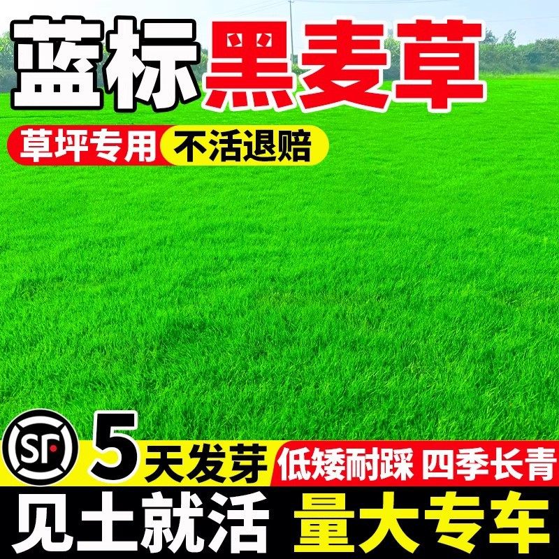 蓝标黑麦草草籽多年生低矮免修四季常青庭院别墅公园绿化草坪种子