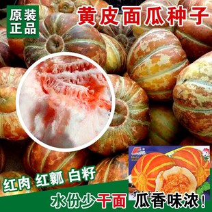 黄皮面瓜种子老品种花皮面瓜四季留种红皮面瓜花皮甜瓜香瓜种子