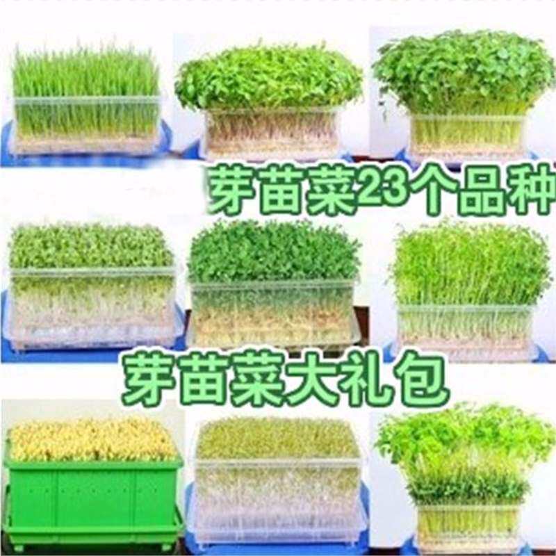 健康自己种芽苗菜种子蔬菜种子无