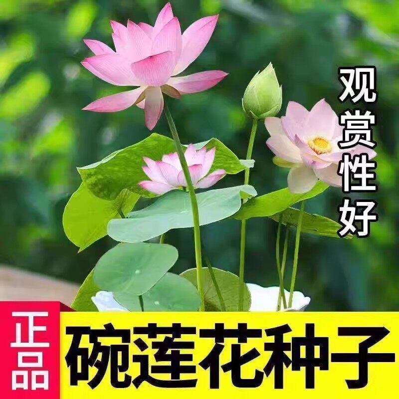 多花色水培碗莲种子已开口四季播种水培植物睡莲荷花室内绿植花卉