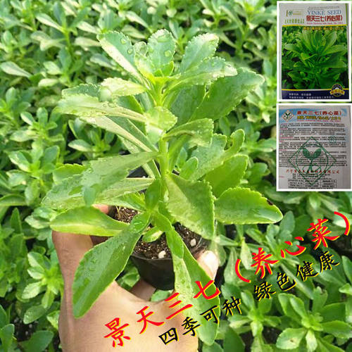 养心菜种子救心菜籽高钙菜景天三七费菜野菜四季蔬菜种孑盆栽阳台