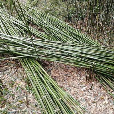 竹竿子搭架菜园小竹子细竹杆豆角黄瓜月季支架爬藤架旗杆2米支起