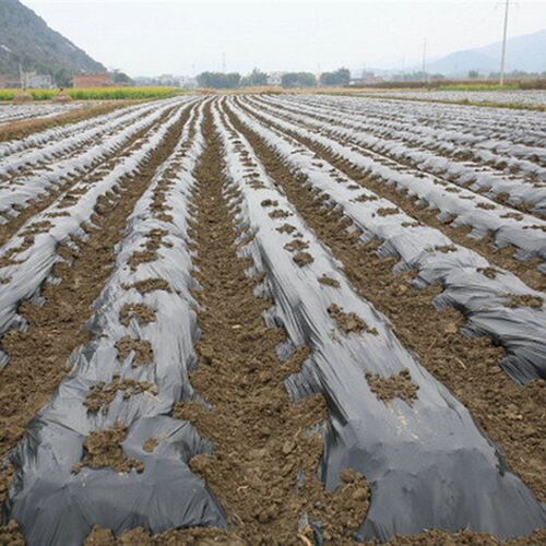 农用白色透明塑料布塑料薄膜黑色地膜中膜加厚膜无滴大棚塑料膜