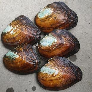 珍珠蚌活蚌自己开珍珠河蚌活蚌老蚌珍珠蚌壳自己开珍珠多珠混色