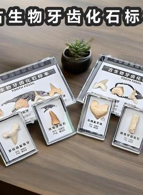 天然古生物沧龙牙鲨鱼牙齿三叶虫地质化石标本盒科普收藏礼物考古