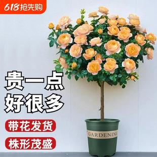 果汁陽(yáng)臺(tái)棒棒糖月季 植物玫瑰花室外庭院樹(shù)苗 開(kāi)花盆栽造型樹(shù)樁四季