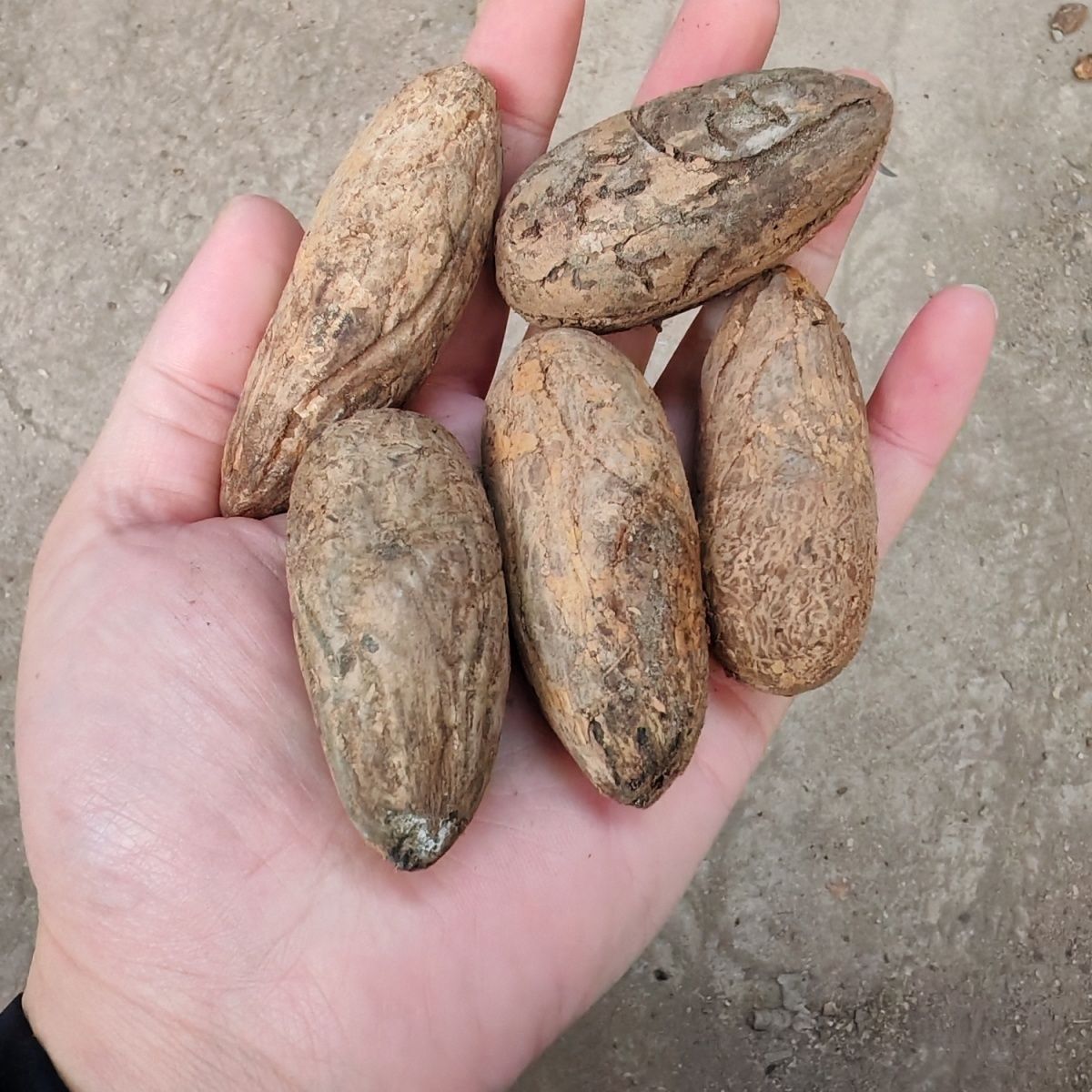 千眼菩提原果原籽菩提子老果原料纯天然千眼菩提子千眼菩提异形果