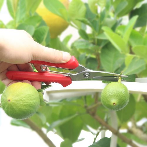 佐川田园林剪刀大力剪葡萄果蔬剪简易修枝剪工具优质钢材园艺剪
