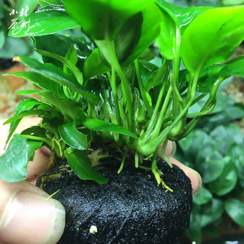 杜丹小水榕坨草懒人水草新手入门水草阴性水族箱造景装饰乌龟水草