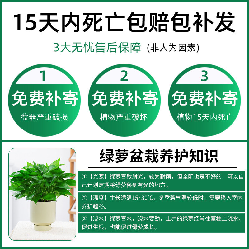 绿萝盆栽办公室内新房除去甲醛绿植净化空气好养家用桌面植物花卉