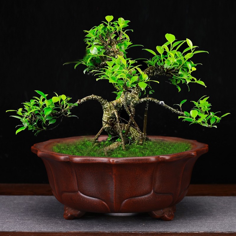 紫砂花盆仿古精品大口径兰花君子兰绿萝桌面花卉绿植简约陶瓷包邮