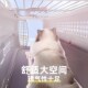 猫咪航空箱猫笼子便携外出太空箱狗狗宠物托运箱国航猫箱车载手提