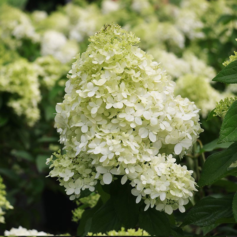 石灰灯圆锥绣球苗盆栽大花乔木绣球耐寒耐晒庭院地栽花卉绿植