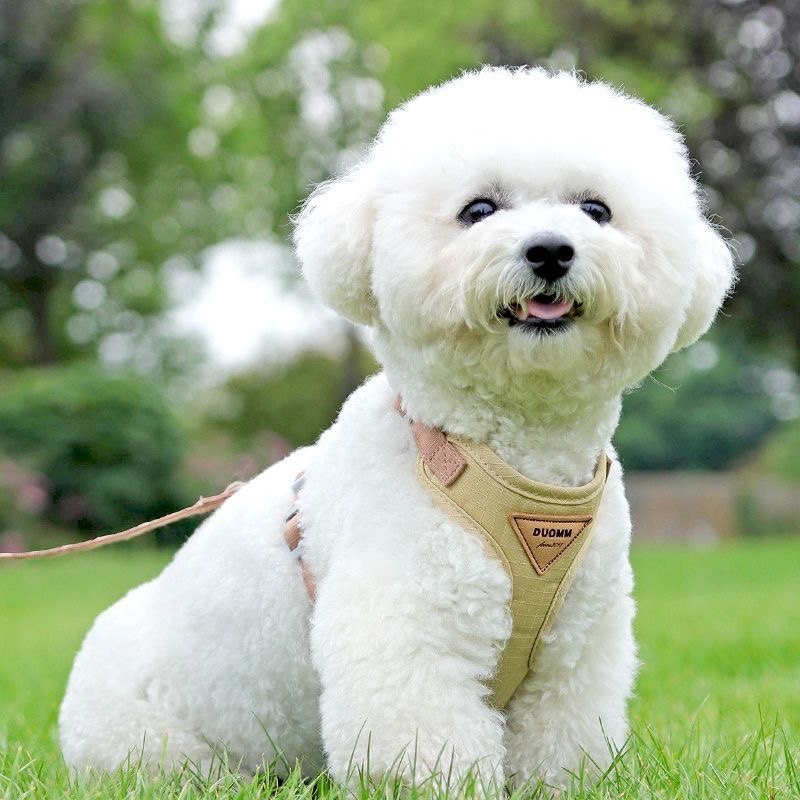 狗狗牵引绳胸抱婴袋小型犬韩国泰迪比熊博美约克夏猫咪宠物外出遛,宠物/宠物食品及用品,猫牵引绳,淘宝优惠券,粉丝福利购,淘宝优惠卷