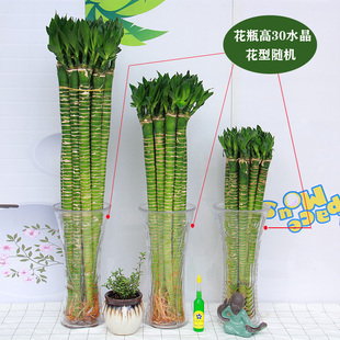 富贵竹观音竹水培植物罗汉竹转运竹弯竹室内绿植开运竹招财水竹