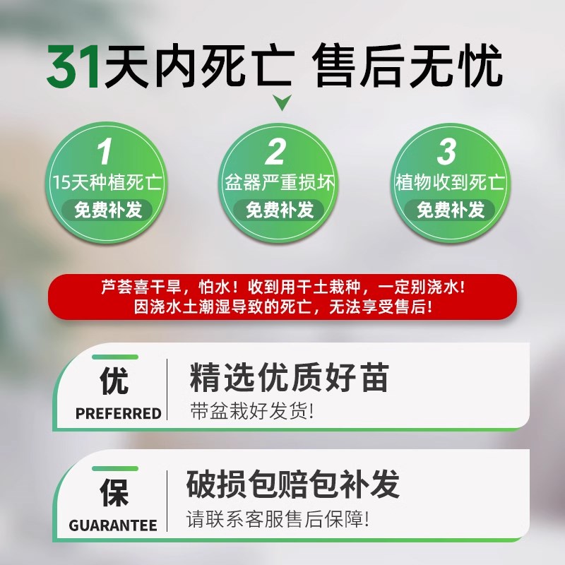 芦荟盆栽绿箩植物室内吸除甲醛花卉水培绿植仙人掌桌面多肉小植物