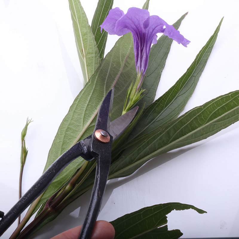 手工锻打家用叶芽剪小枝切剪盆景剪刀修剪园艺修枝专业花剪工具,鲜花速递/花卉仿真/绿植园艺,剪刀,淘宝优惠券,粉丝福利购,淘宝优惠卷