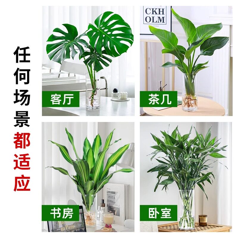 龟背竹盆栽观音竹水培带根室内好养活绿植客厅办公室植物四季常青