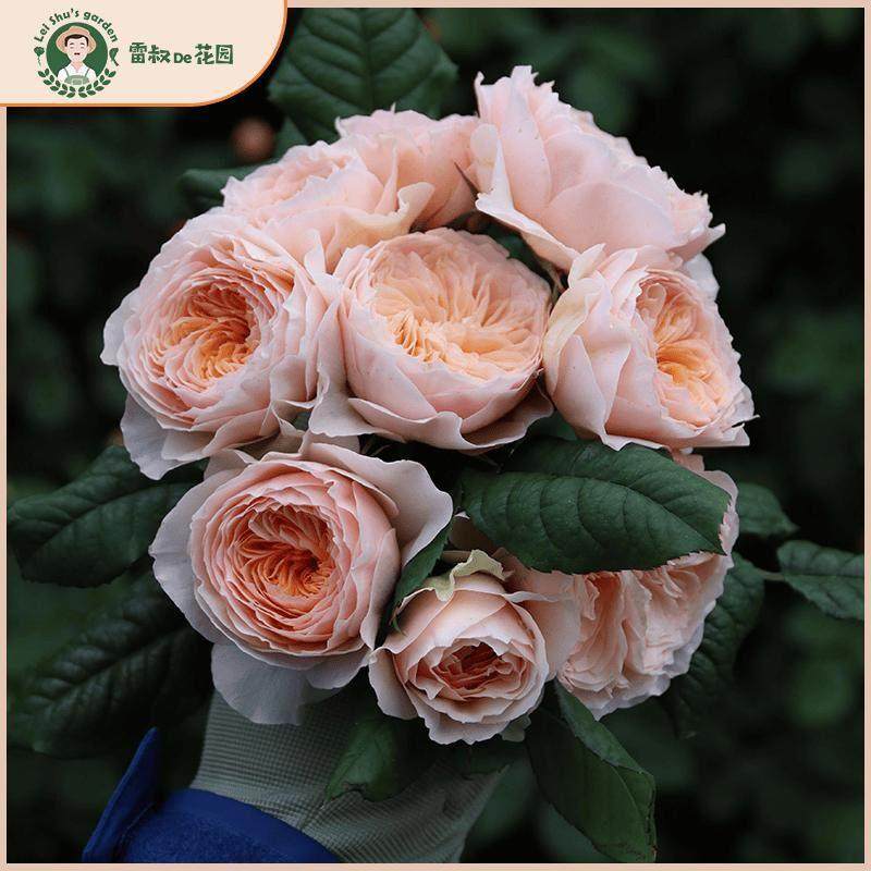 涵仙月季玫瑰花苗爬藤花墙拱门带盆栽好多季开花阳台庭院藤本造型,鲜花速递/花卉仿真/绿植园艺,月季/蔷薇/玫瑰,淘宝优惠券,粉丝福利购,淘宝优惠卷