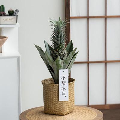 凤梨旺来菠萝带果实盆栽盆栽花卉植物室内果树树苗送女朋友礼物