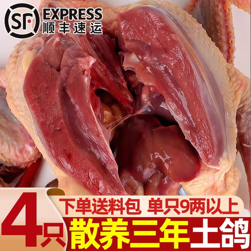鸽子农家散养土鸽新鲜现杀乳鸽