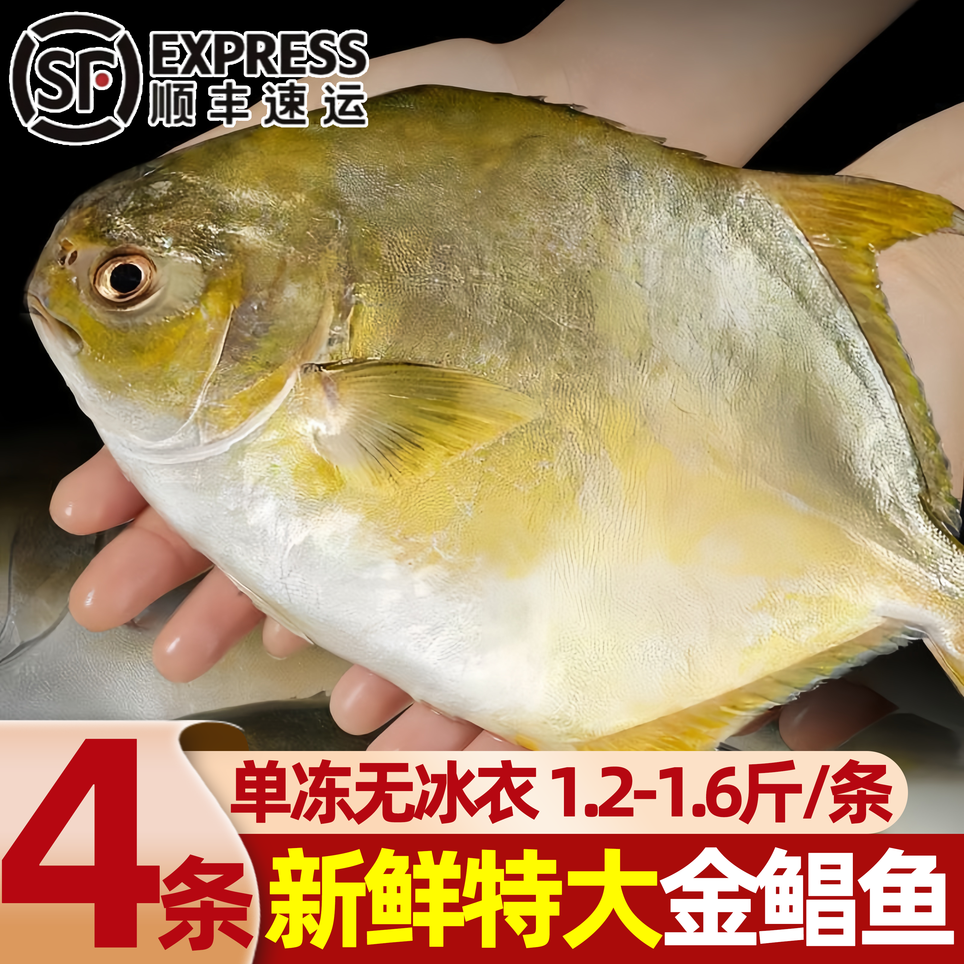 深海野生金鲳鱼新鲜冷冻商用