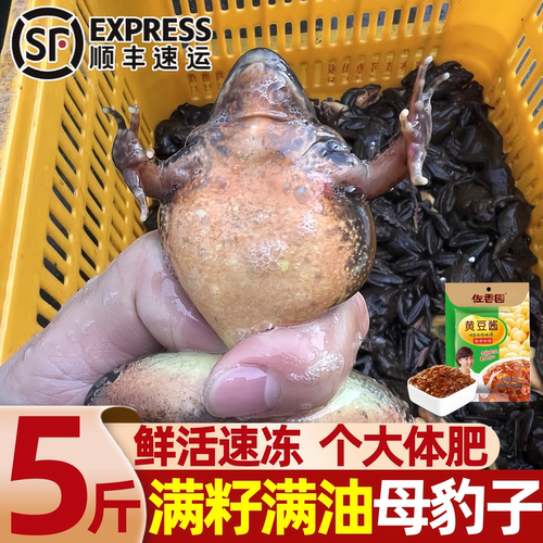 东北速冻母林蛙满籽满油