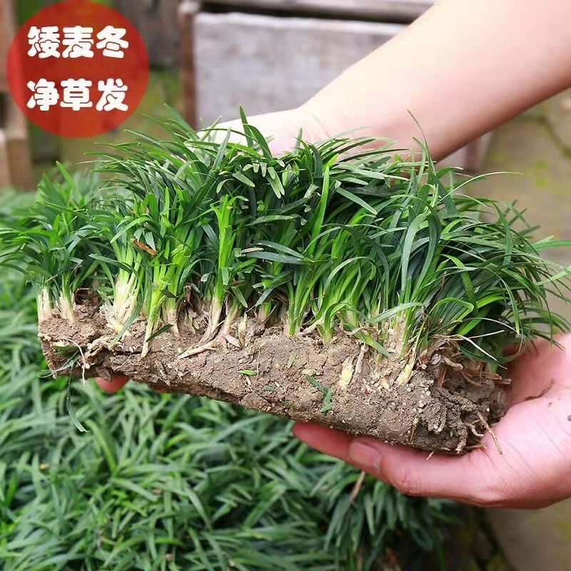 日本矮麦冬草玉龙草庭院绿化图片