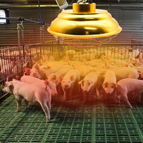 优选保温灯泡养殖场专用卤素保温灯猪用仔猪育雏鸡节能灯可调温带