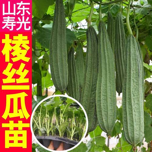 高产八角棱丝瓜苗秧蔬菜种籽子绿长条长短肉丝瓜庭院早熟四季春秋