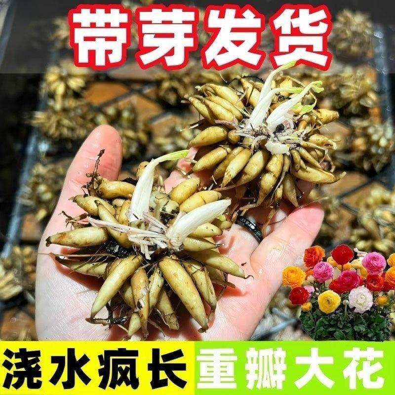 【带芽发货】花毛茛种球家庭户外家庭园艺种子