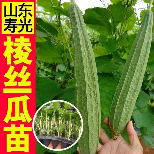 寿光早熟八角棱丝瓜苗秧大肉丝瓜种子四季阳台盆栽春秋高产蔬菜籽