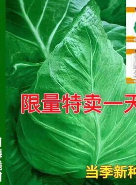 春秋特大牛心 包菜莲花白种籽卷心菜四季种子蔬菜寒春耐寒甘蓝
