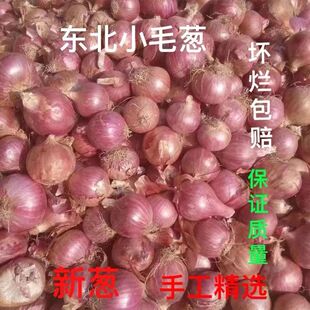 东北毛葱鬼子葱紫皮洋葱农家小毛葱圆葱香辣红葱头新鲜大毛葱