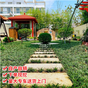 正宗矮麦冬草园林绿化细叶麦冬苗玉龙草耐寒耐旱四季 青草坪植物